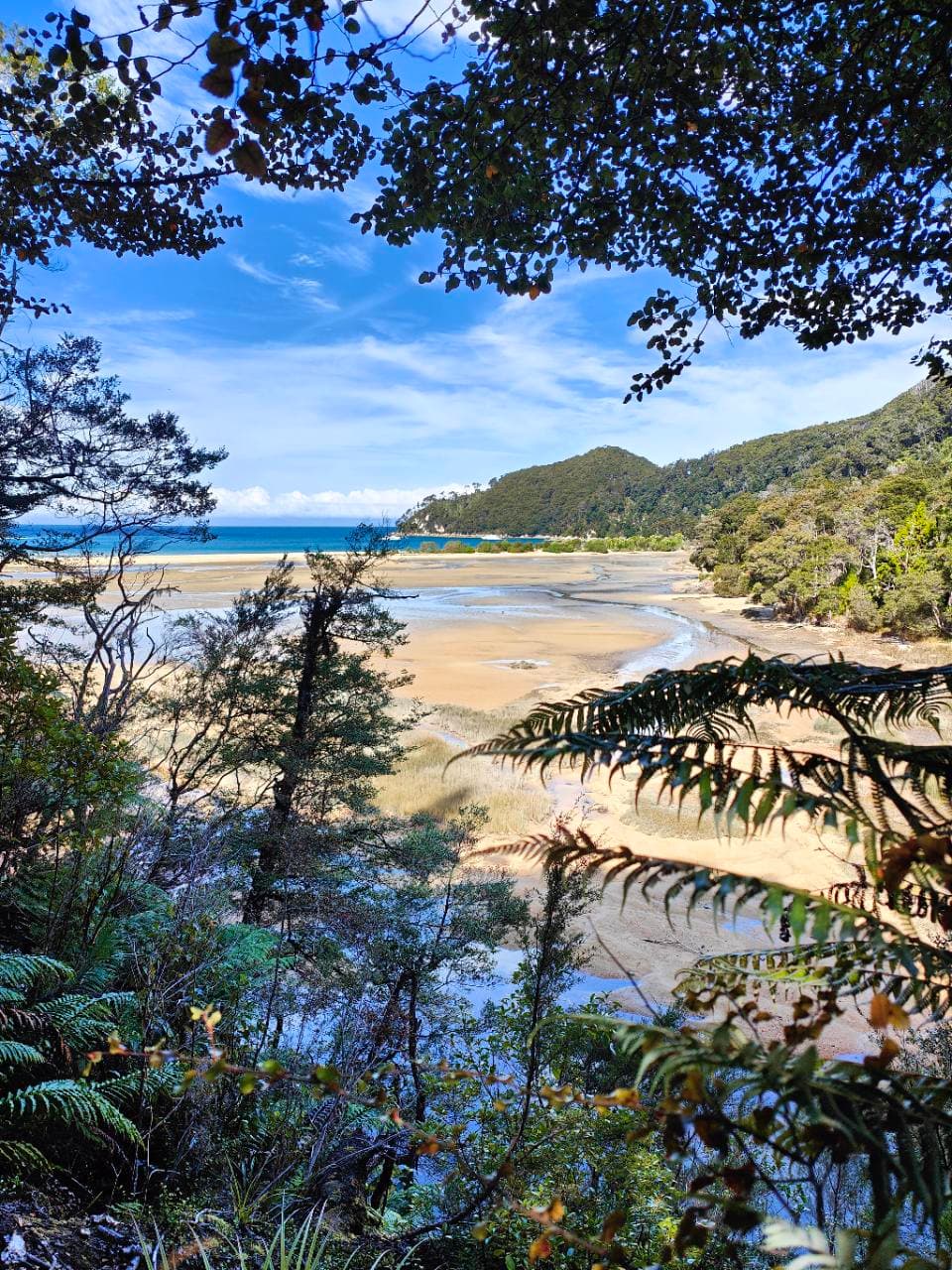 Near Bark Bay, the estuary opened below the trees at low tide.