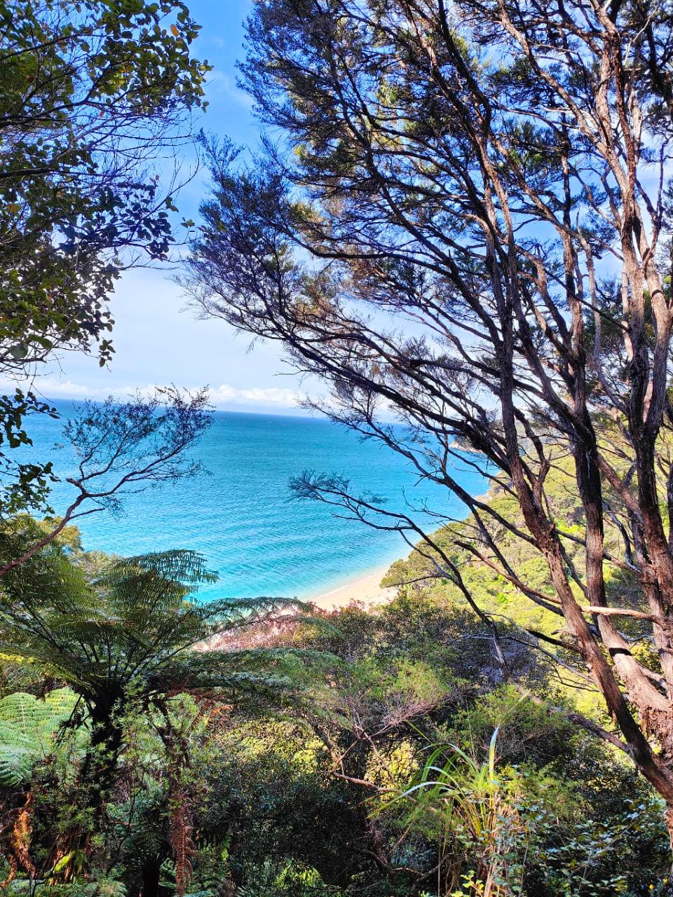 The sea returned between the trees, deepening from turquoise to blue.