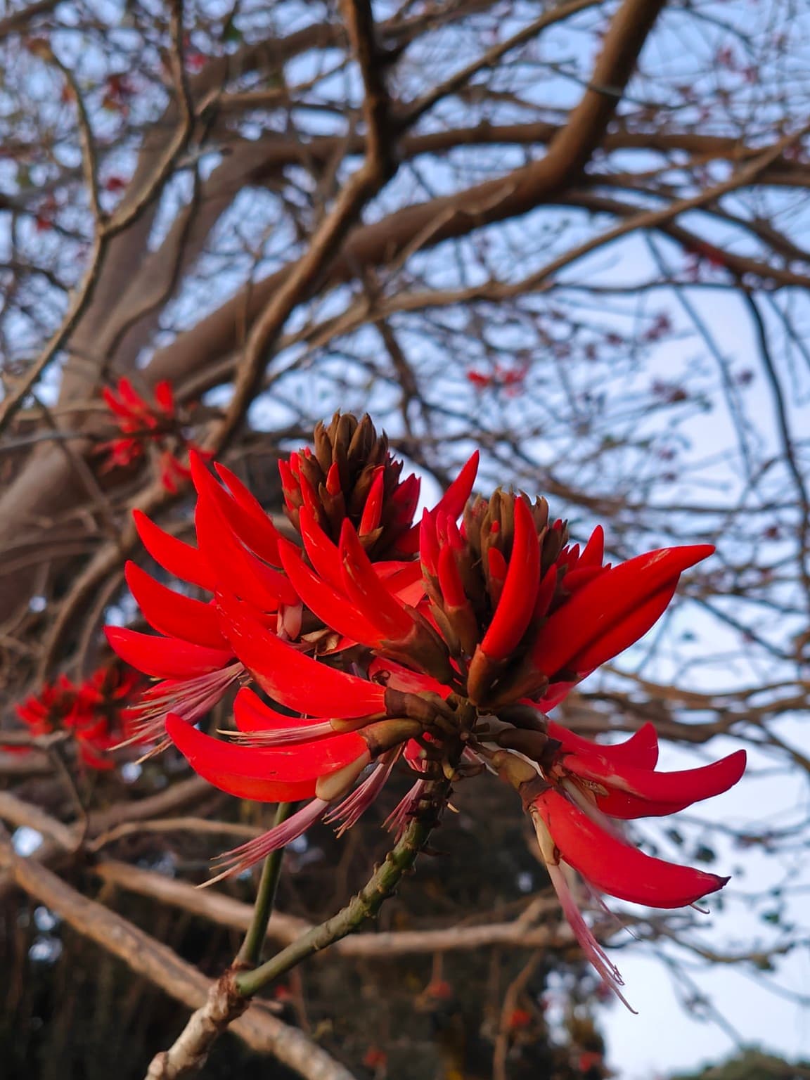 roadside coral tree