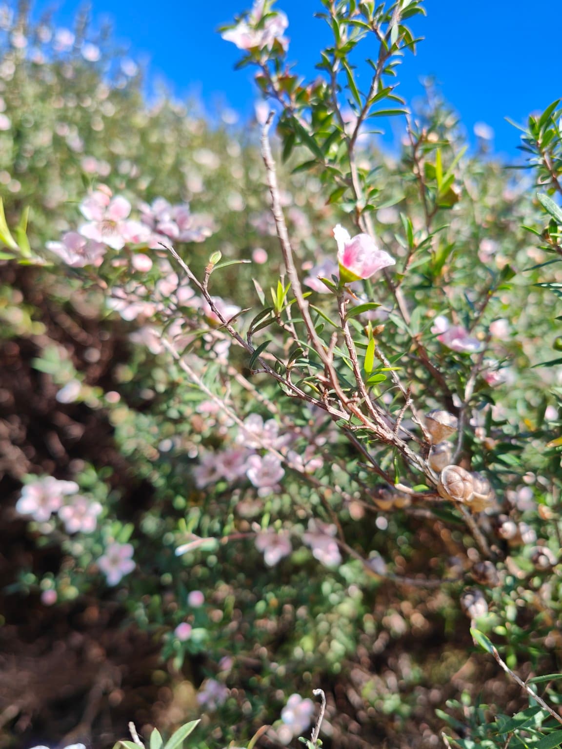 pink manuka