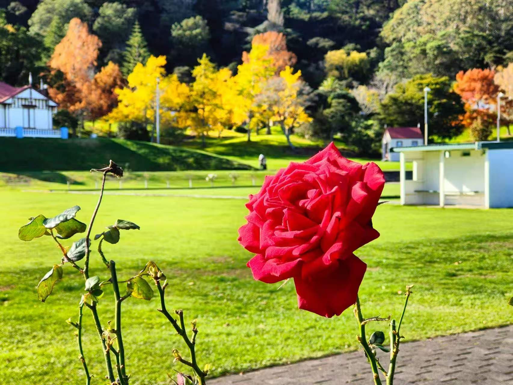 A red rose in Te Aroha Domain