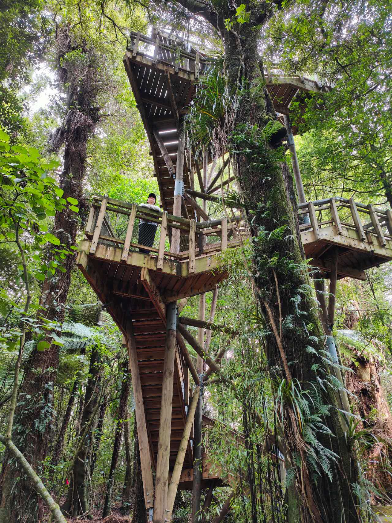 Elevated wooden walkways within the Maungatautari forest
