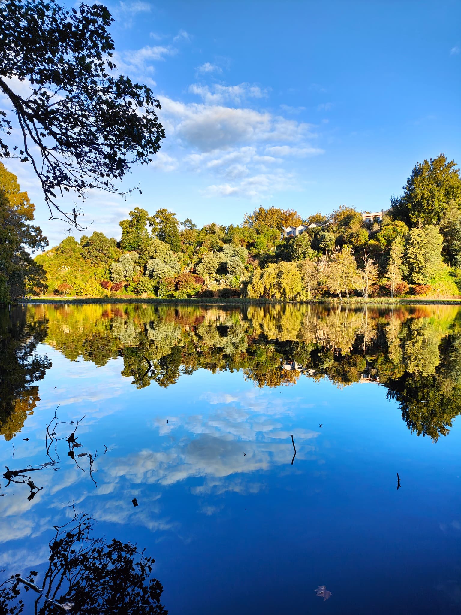 Autumn trees reflected in the still water of Lake Te Koo Utu, Cambridge
