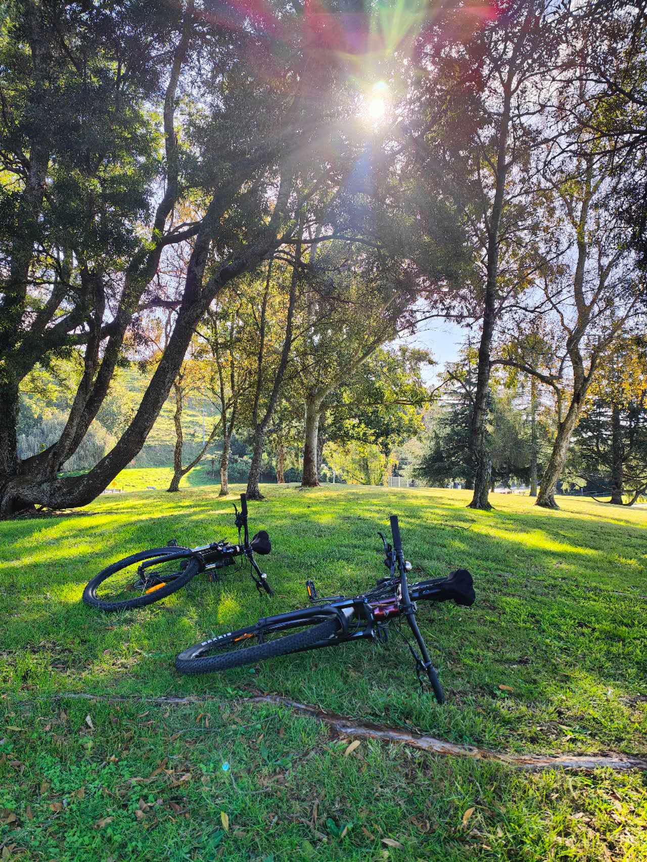 Two bicycles resting on grass beneath sunlit trees