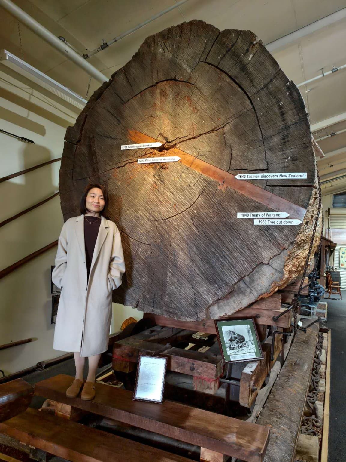 The Kauri Museum cross-section