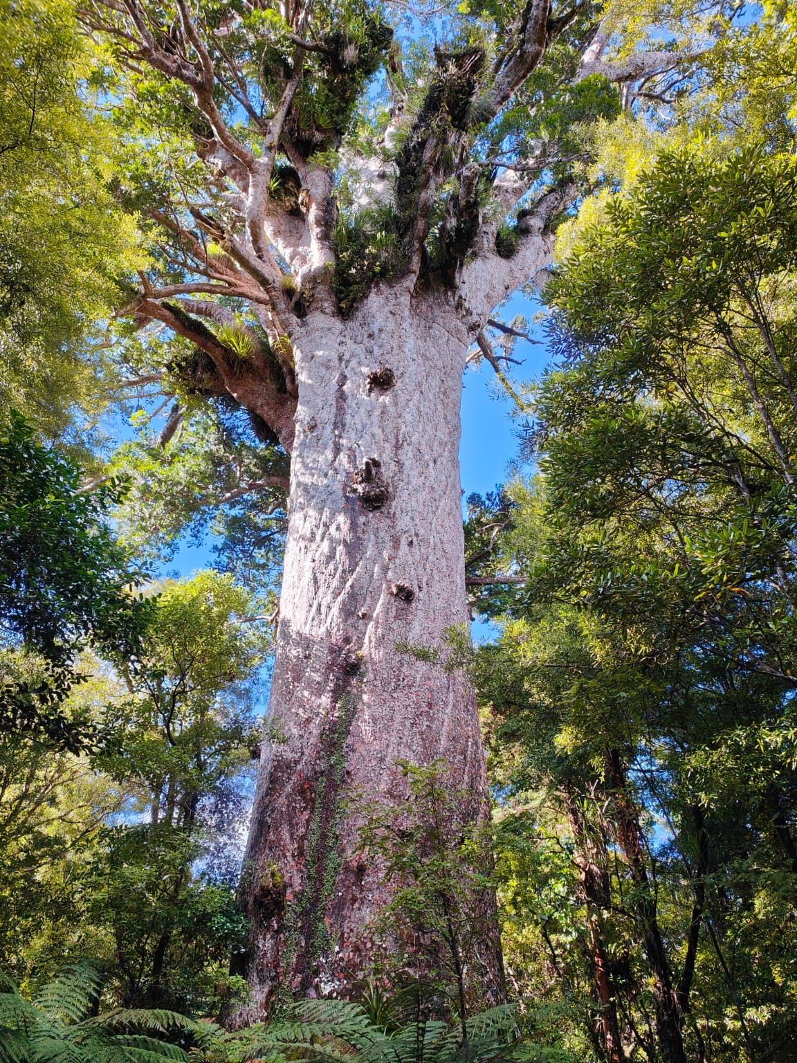 Tāne Mahuta