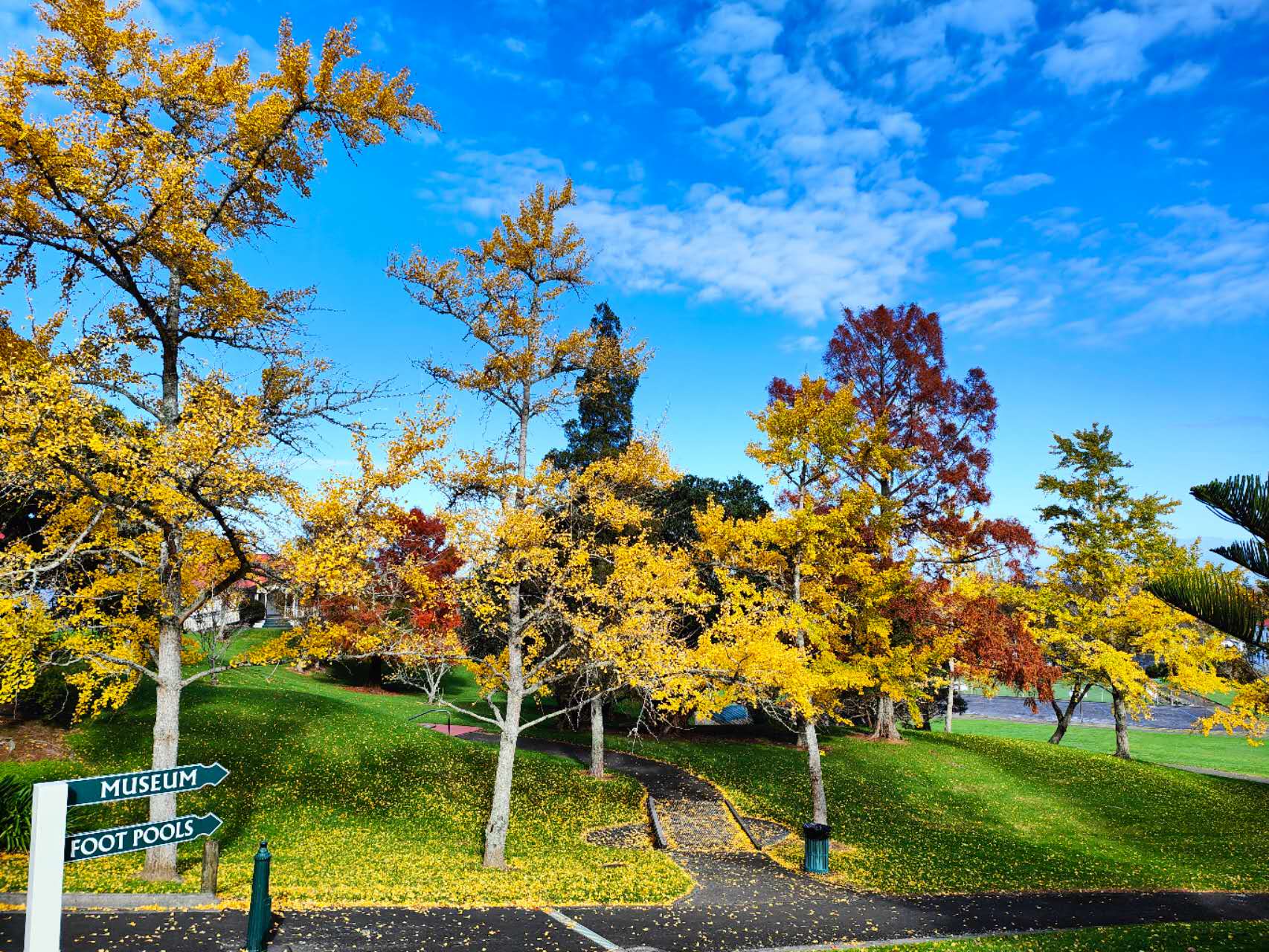 Te Aroha Domain 的秋冬色彩