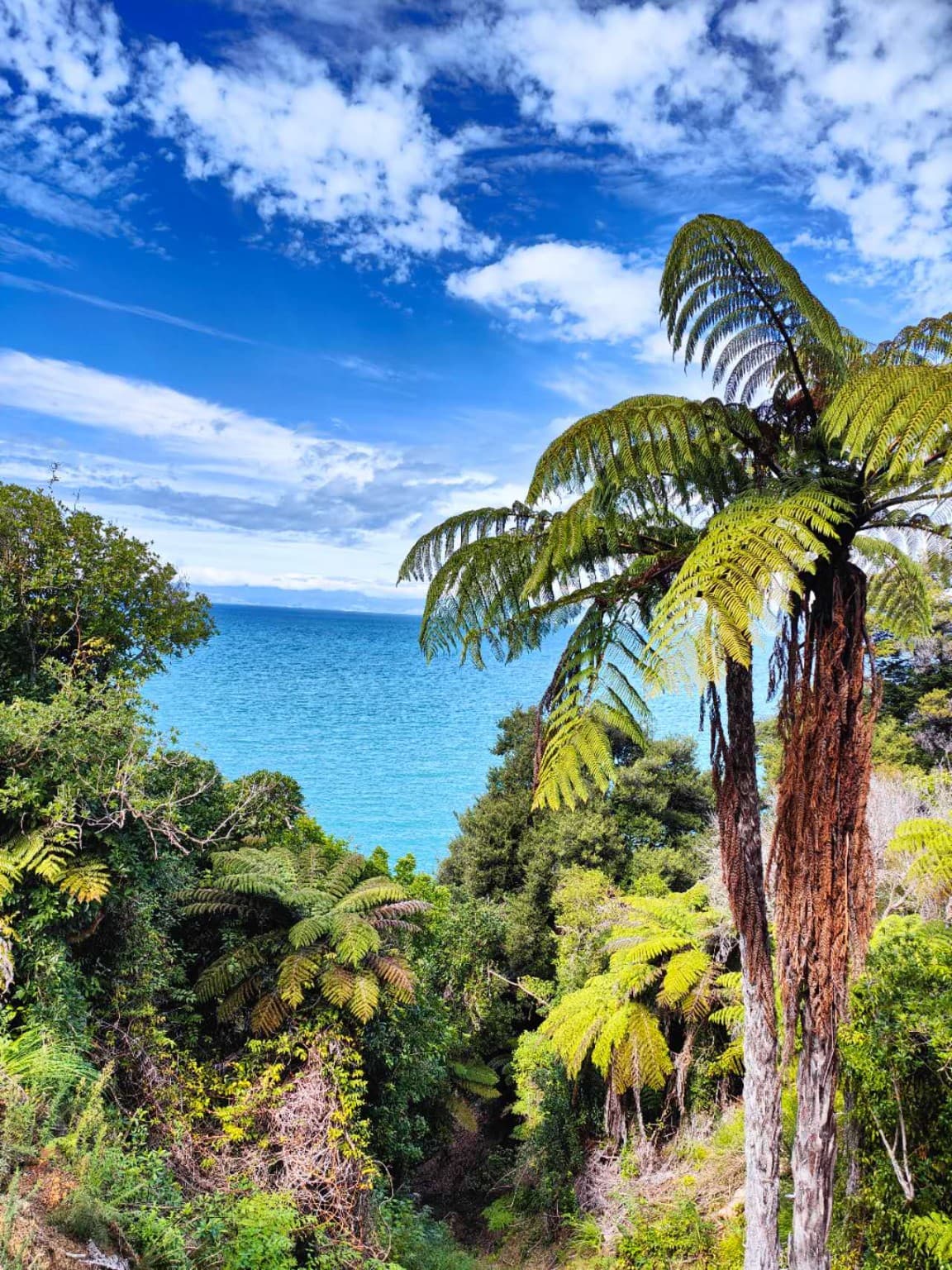 Tree ferns and sea