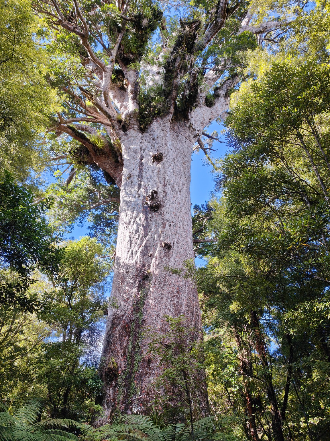 WAIPOUA FOREST